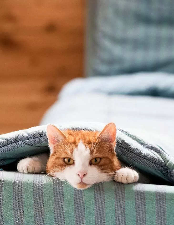 kitten in bed Pet-Friendly Destinations