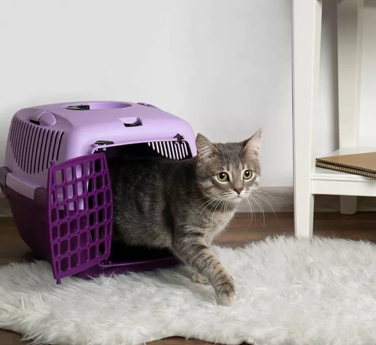 New Cat in the House