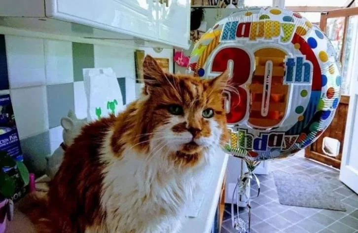 which cats live longer