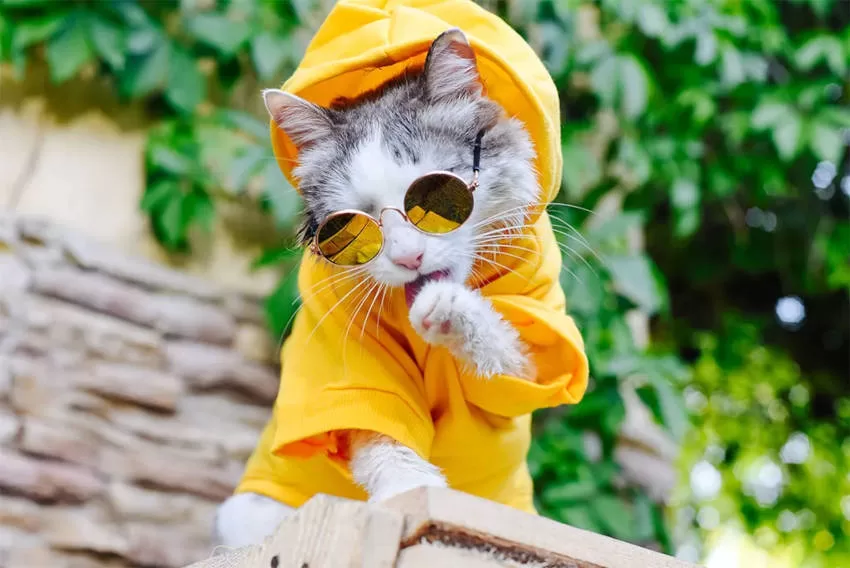 cat in clothes