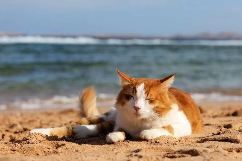 cat on the beach sleeping Holidays with Cats
