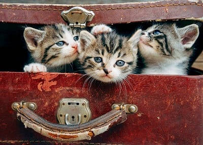 kittens in the suitcase Holidays with Cats