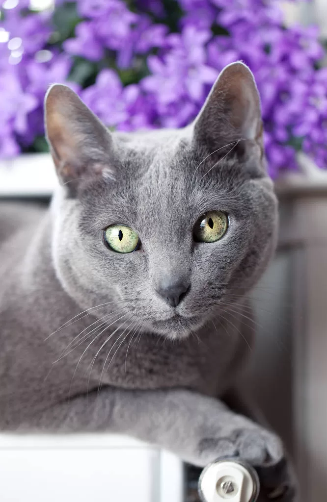 purple cat which cats live longer