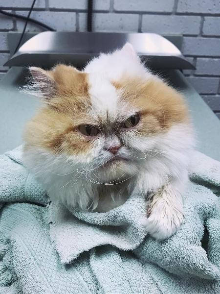 ugly cat which cats are the grumpiest
