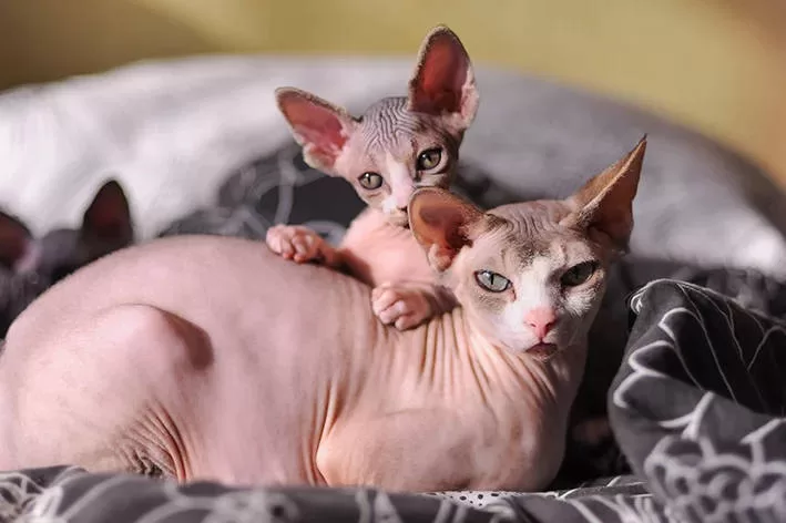 naked kitten which cats are grumpiest