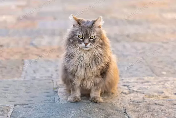 cat on the street which cats are the grumpiest