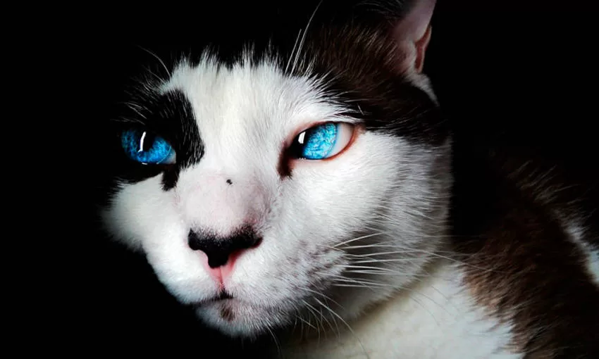 blue eye cat curious cats