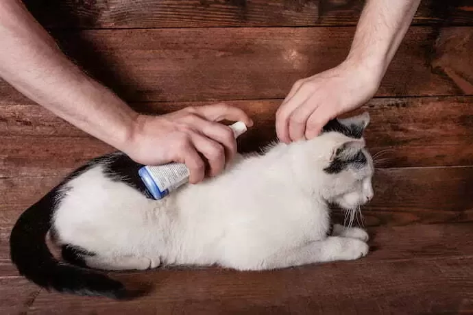 free cat collar 77 Cat flea and tick prevention