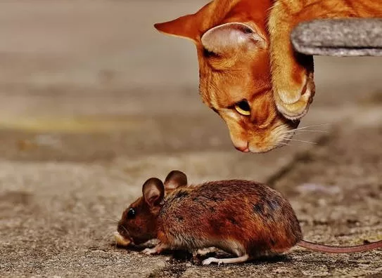 gato olhando rato Cat eating mice